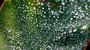 macro photography of water droplets on green leaf